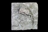 Fossil Crinoid (Dizygocrinus) - Missouri #157187-1
